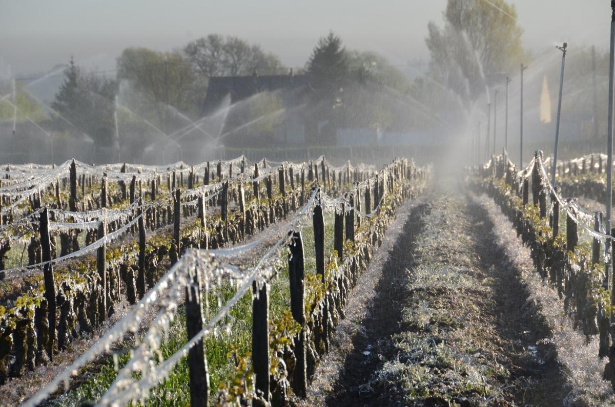 Vignes