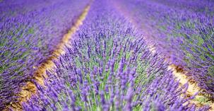 L'Occitane by VISEO 