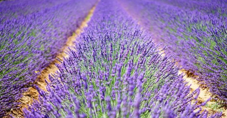 L'Occitane by VISEO 