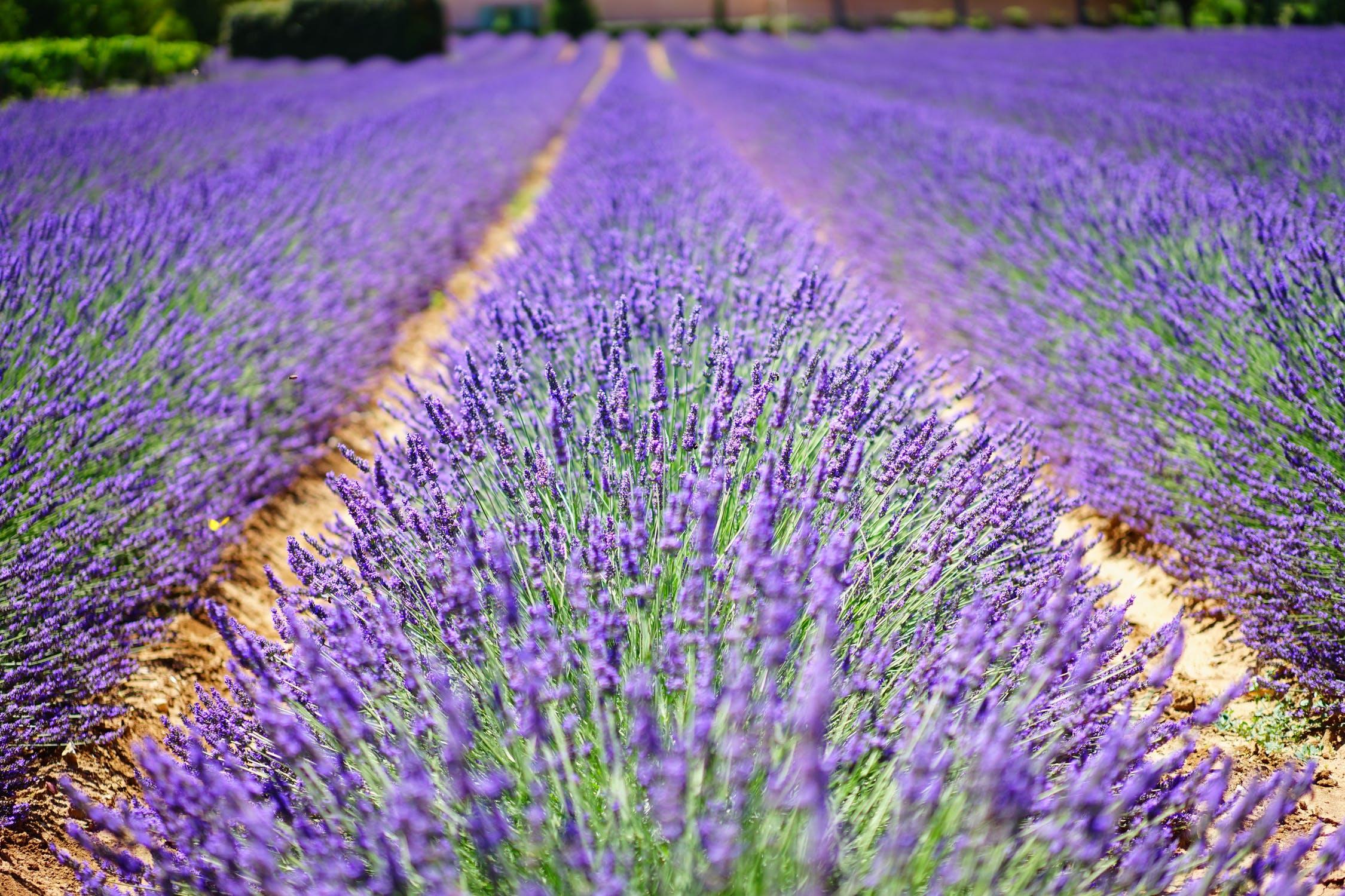 L'Occitane by VISEO 
